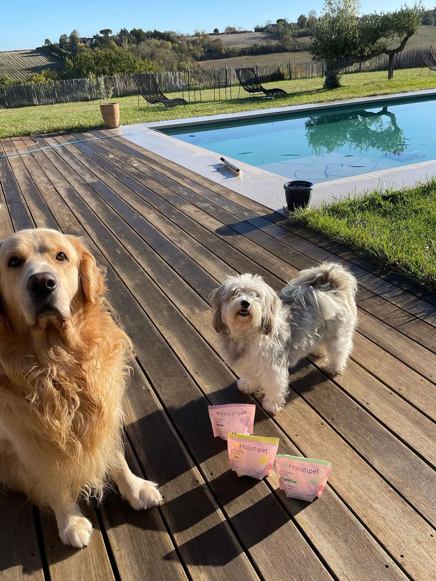 Bouchées santé naturelles peau apaisée et pelage brillant pour chien – Holistipet – Image 2