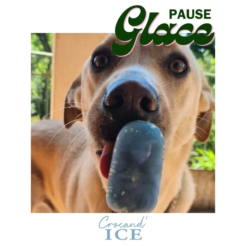 Glace artisanale aux fruits Coco Spiruline pour chien – Crocandiz – Image 2